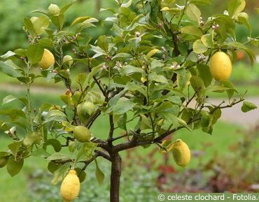 Zitronenbaum Frucht