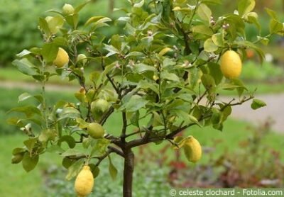Zitronenbaum Frucht